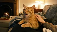 Kot nam dziękuje, a my go odpędzamy. Jak nie przeoczyć ważnych sygnałów wysyłanych przez naszego pupila