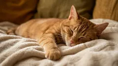 Gdzie tak naprawdę lubią spać koty: 5 miejsc – i to nie na legowisku